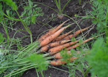 Когда убирают морковь в Средней полосе?