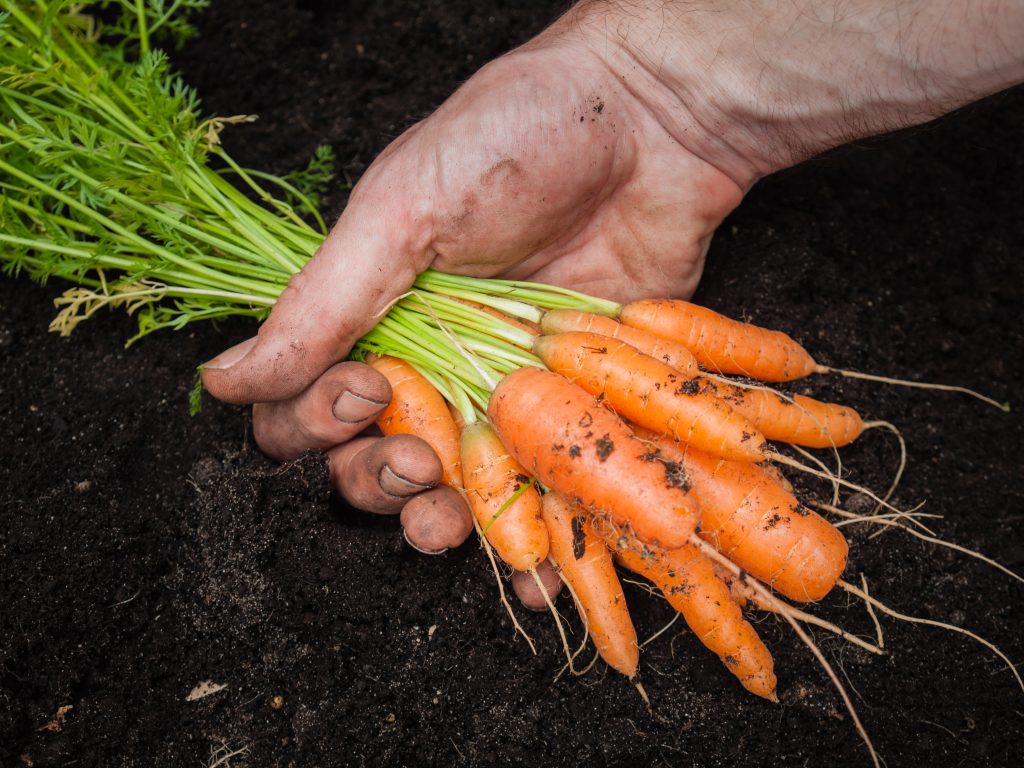 Когда убирают морковь в Средней полосе?
