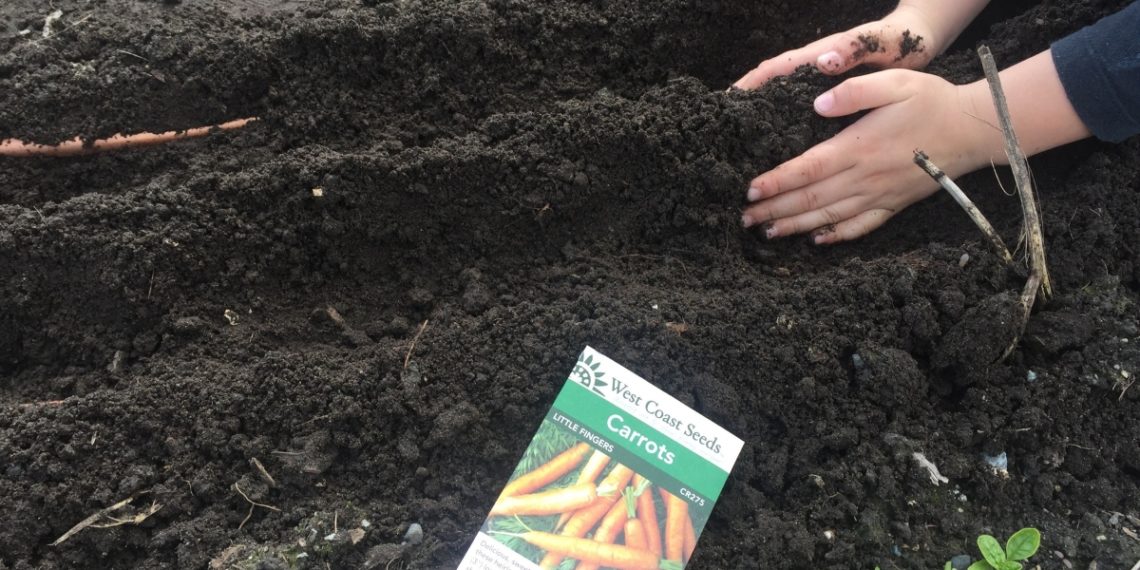 Можно ли сажать морковь?