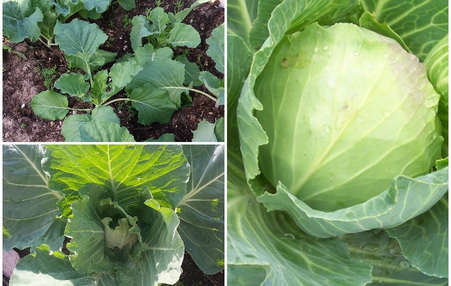 Чем подкормить капусту?