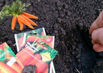 Можно ли сажать морковь?