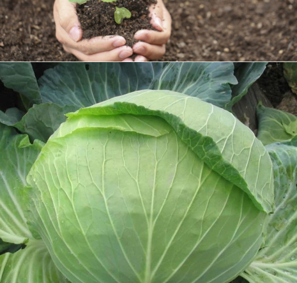 Вилок капусты