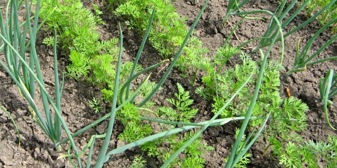 Можно ли сажать морковь?