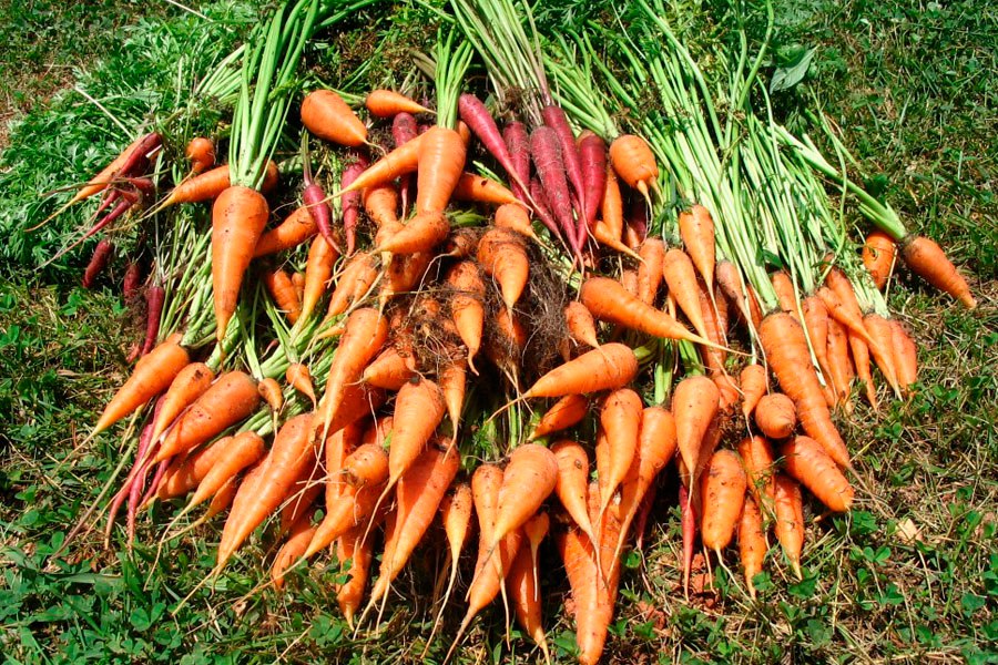 Когда убирают морковь в Средней полосе?