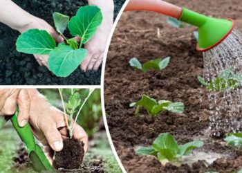 Как вырастить капусту?