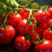 Томаты черри. Описание, особенности, выращивание и сорта томатов черри