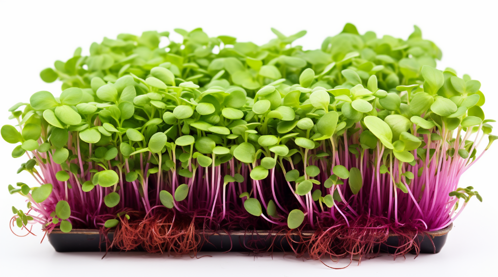 Что такое микрозелень? Описание, особенности, выращивание и полезные свойства