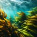 Морские водоросли как суперпродукт будущего