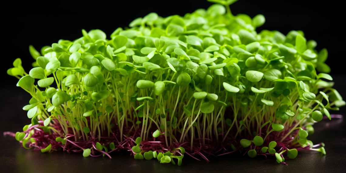Какая самая полезная микрозелень