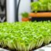 Выращивание микрозелени: Как превратить свою кухню в зеленый уголок здоровья
