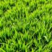 Газонные травы: как выбрать и ухаживать за идеальным зеленым покрытием