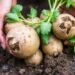 Сидераты после картофеля: какие выбрать и когда сеять, чтобы восстановить почву и уменьшить вредителей