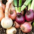 Ошибки при посадке лука‑севка и как их исправить: практическое руководство для устойчивого урожая