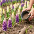 Подкормка люпина для улучшения структуры почвы: как сделать землю живой и плодородной