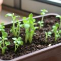 Посев кресс‑салата: быстрый урожай на подоконнике — вкус и зелень за несколько дней
