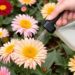 Подкормка хризантем для продления цветения: простые приемы для пышных соцветий