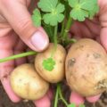 Как бороться с фитофторозом картофеля: практическое руководство для огородника и фермера
