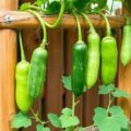 Подвязка огурцов: лучшие способы и материалы для здорового урожая