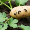Борьба с проволочником при посадке картофеля: проверенные приёмы и практические советы