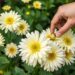 Подкормка хризантем для пышного цветения: как получить много крупных соцветий