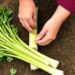 Подкормка сельдерея для сочных черешков: как получить хрустящие и мясистые стебли