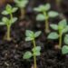 Как реанимировать рассаду после перелива: пошаговый план спасения