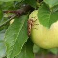 Как бороться с плодожоркой на яблонях без химии: эффективные шаги для дачника