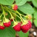 Как размножить малину корневыми отпрысками: понятный и надежный способ получить новые кусты