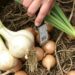 Как бороться с полеганием лука: практические методы и реальные решения