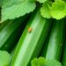 Как бороться с паутинным клещом на огурцах: практическое руководство для грядки и теплицы