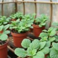 Что выращивать в теплице после ранних культур: удачные замены без пустых грядок
