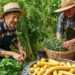 Как использовать излишки урожая с пользой и без лишней суеты