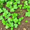461. Как бороться с сорняками без ежедневной прополки: рабочие способы, которые реально экономят время