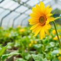 Как продезинфицировать теплицу перед посадками: практичный порядок действий без лишней суеты