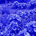 465. Как очистить сильно заросший участок без лишней суеты и с понятным результатом